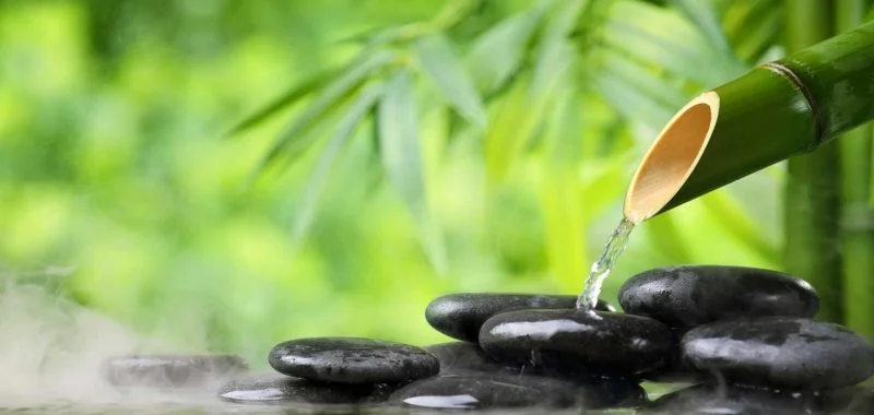 Rainforest Rejuvenation