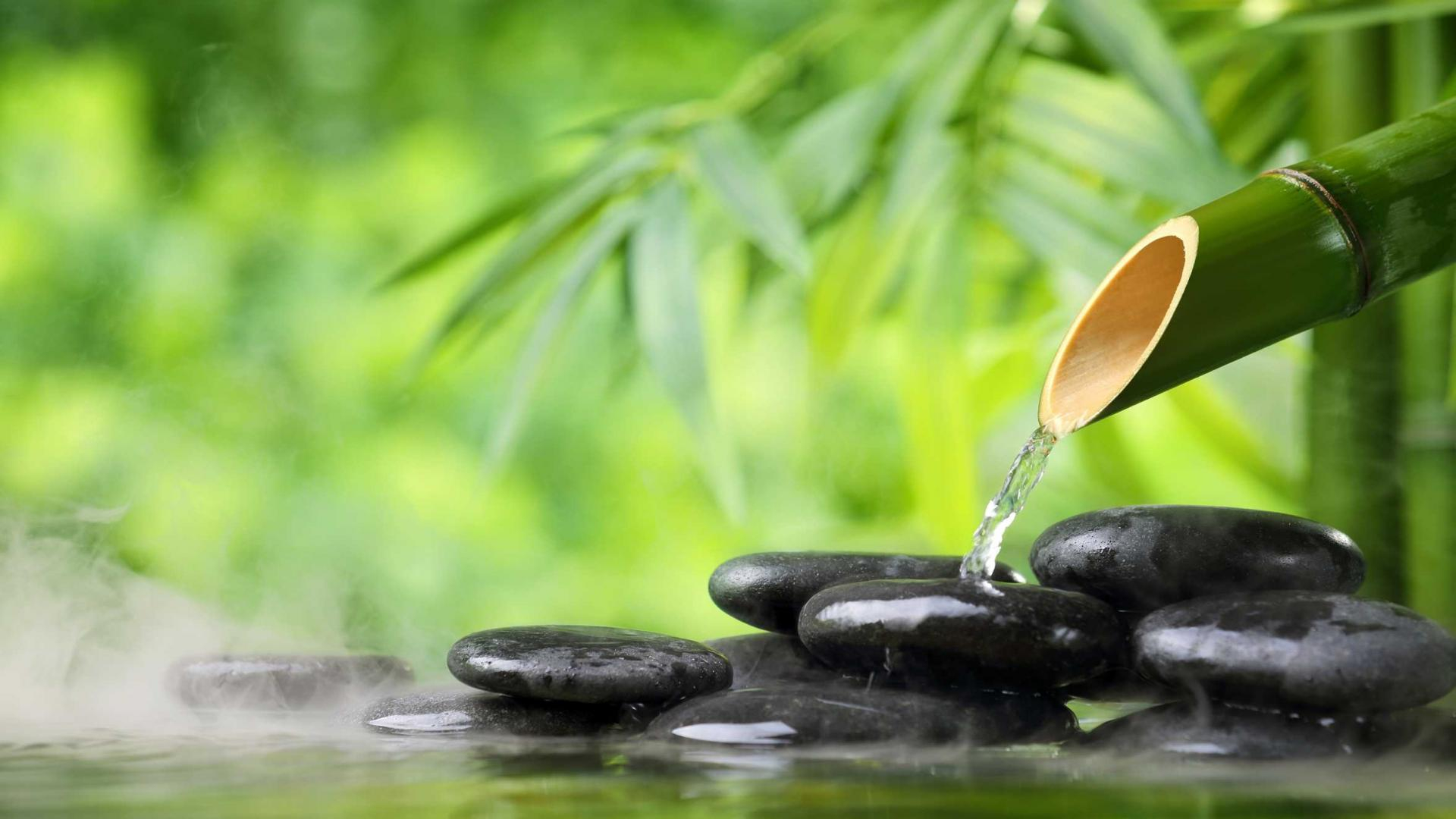 Rainforest Rejuvenation