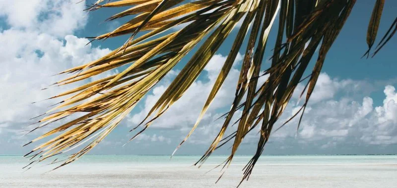 Embrace Tropical Bliss